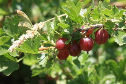 Angrešt červený keřový  Captivator , beztrnný, rezistentní. (Ribes uva-crispa)