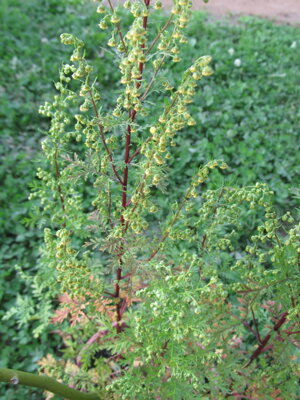 Pelyněk roční  (Artemisia annua) 