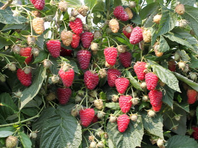 Maliník AMIRA® - červený, stáleplodící (Rubus idaeus)