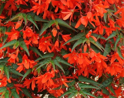  Begonie převislá, bolivijská (Begonia boliviensis)