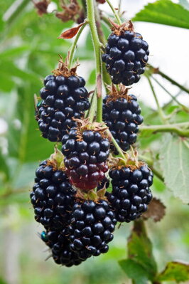  Ostružiník 'Čačanská beztrnná'® (Rubus fruticosus 'Čačanská beztrnna') 