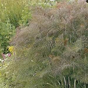  Fenykl obecny  (Foeniculum vulgare 'Smokey' )