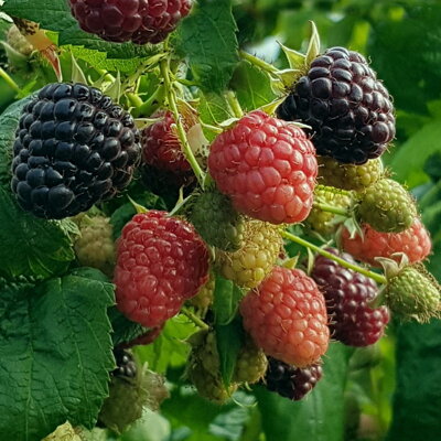 Maliník ´Heban´(Black Polka) (Rubus idaeus) stáleplodící