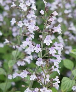 Marulka lékařská (Calamintha nepeta)