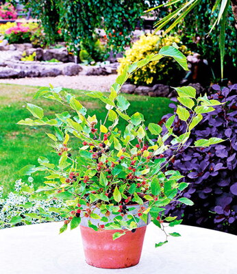 Moruše trpasličí"Mojo berry" (Morus rotundiloba ‘Mojo Berry’)