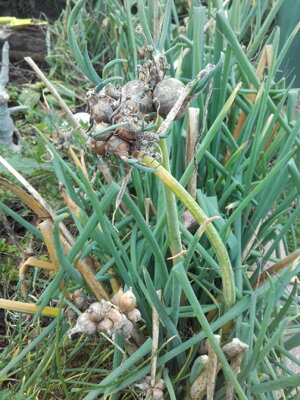 Cibule zimní  (Allium fistulosum var. vivipara) Ošlejch