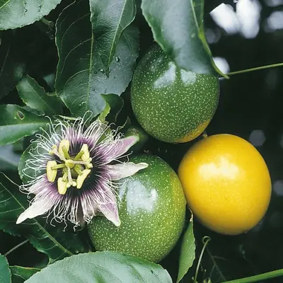 Mučenka jedlá Maracuja (Pasiflora edulis) passion fruit