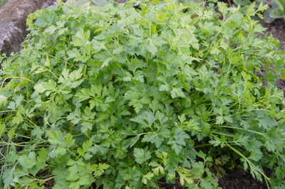 Petržel zahradní  hladkolistá (Petroselinum crispum)
