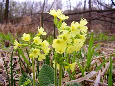 Prvosenka vyšší  (Primula elatior)