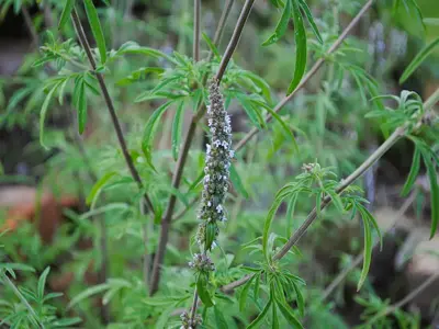 Schizonepeta jemnolistá (Schizonepeta tenuifolia) Šanta japonská