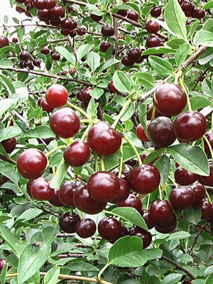 Zakrslá višeň ´Carmine Jewel®´ (Prunus cerasus x Prunus fruiticosa) ´Carmine Jewel®´