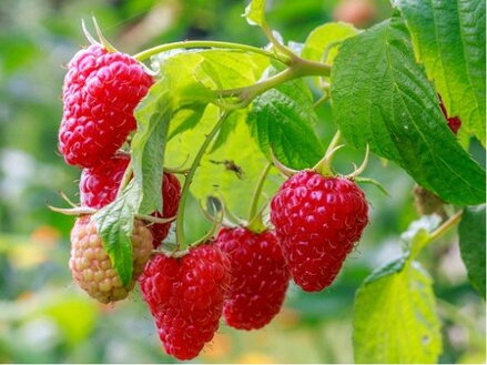 Maliník 'Solu Rot' stáleplodící  (Rubus idaeus 'Solu Rot')