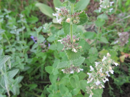 Šanta kočičí  (Nepeta cataria). 