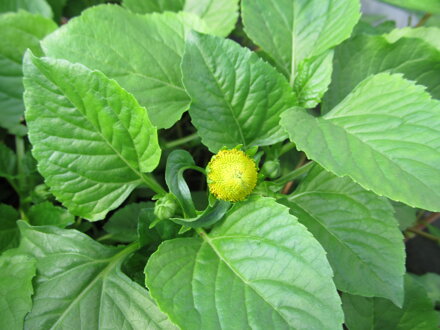 Spilant víceletý, (Spilanthes oleracea) Homer