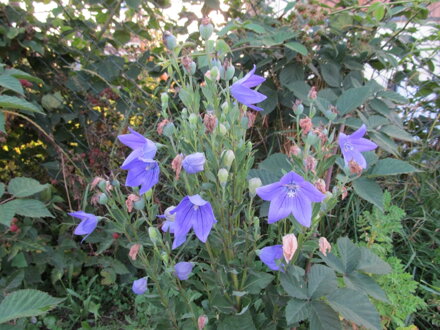 Boubelka velkokvětá (Platycodon grandiflorus ) 