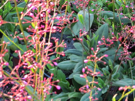 Talinum latnaté (Talinum paniculatum ) .