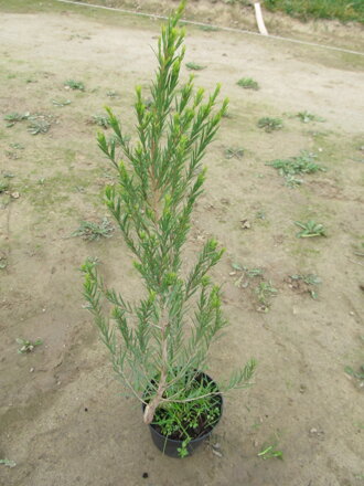 Tea tree (Melaleuca alternifolia). 