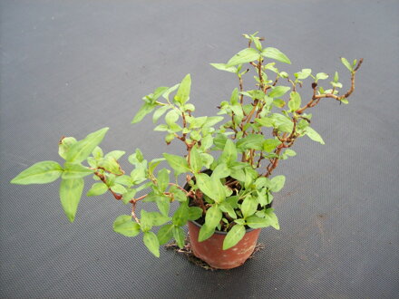 Vietnamský koriandr (Persicaria odorata  )