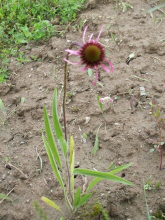  Echinacea Třapatka úzkolistá (Echinacea angustifolia). 