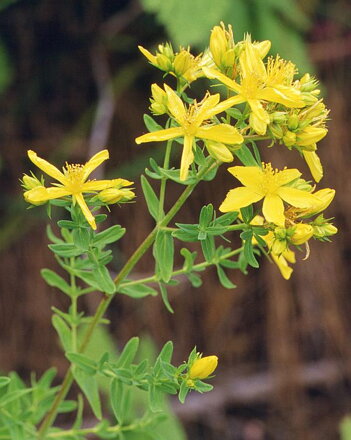 Třezalka tečkovaná (Hypericum perforatum). 