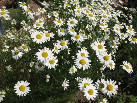 Kopretina Irkutská (Leucanthemum ircutianum DC).  