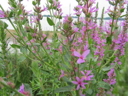 Kyprej vrbice (Lythrum salicaria). 