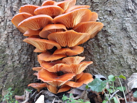 Penízovka sametonohá /Enoki ( Flammulina velutipes) - 90 kaplsí