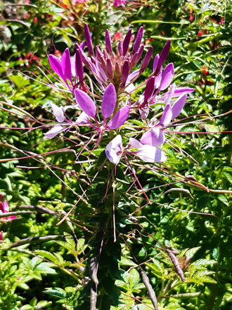 Luštěnice trnitá (Cleome hassleriana)