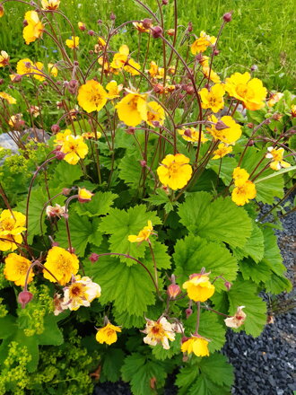 Kuklík čilský (Geum )