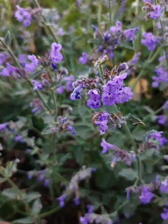 Šanta Faassen’s (Nepeta x faassenii). 