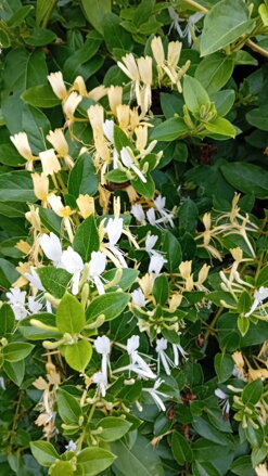 Zimolez japonský  Lonicera japonica)