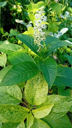 Líčidlo jedlé ( Phytolacca esculenta)