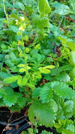 Řepík chlupatý - (Agrimonia pilosa)