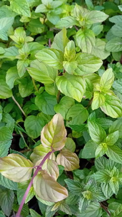 Máta mandarinková  (Mentha Piperita Citráta)