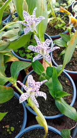 Liliovka, hadí lilie (Tricyrtis formosana)