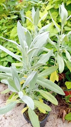 Šalvěj lékařská s marcipánovou vůní!  (Salvia officinalis Mandala silver).