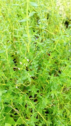 Tymián pomerančový Orangelo ( Thymus fragrantissimus)