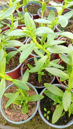 Catinga de mulata (Aeollanthus suaveolens)