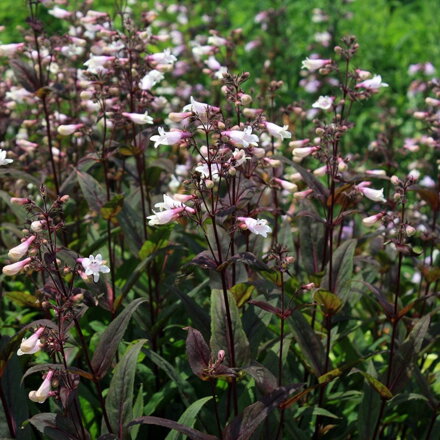 Dračík "Temné věže" Penstemon 'Dark Towers'