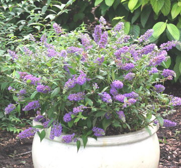 Komule davidova zakrslá "Summer bird "Patio blue (Buddleia davidii)