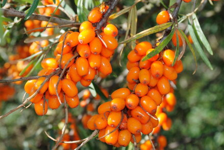 Rakytník řešetlákový (Hippophae rhamnoides)-Osecký triumf, samice
