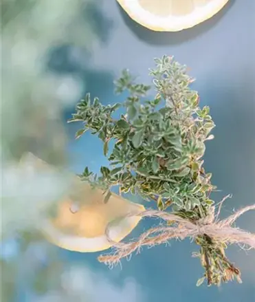 Mateřídouška letní sny Citronové stříbro (Thymus x citriodorus Summerdreams® Lemon Silver)