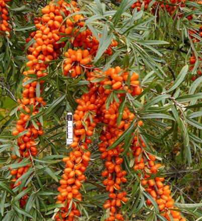 Rakytník řešetlákový Hippophae rhamnoides (L.) "INJA"  samice