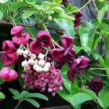 Akebie pětičetá (Akebia quinata) Čokoládové víno- jedna rostlina v květnináči
