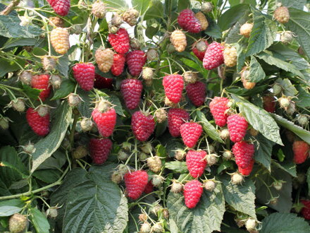 Maliník AMIRA® - červený, stáleplodící (Rubus idaeus)