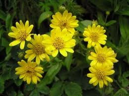 Arnika americká ( Arnica chamissonis).