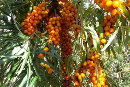 Rakytník řešetlákový - (Hippophae rhamnoides )"AUGUSTINKA - samice" 
