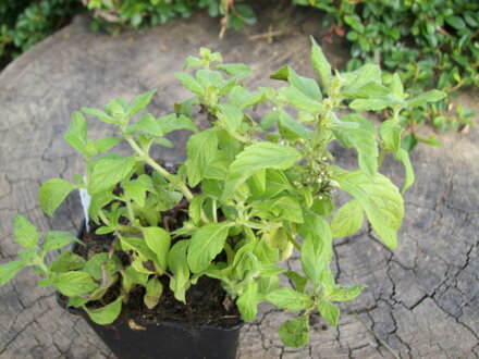 Máta banánová (Mentha arvensis)