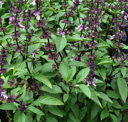 Bazalka thajská (Ocimum basilicum var. thyrsiflora)