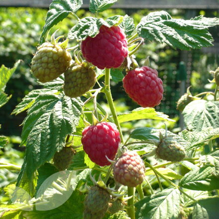 Maliník AUTUMN BELLE® - balkonový, beztrnný, červený, stáleplodící (Rubus idaeus)  